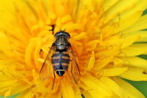 Réf. 280 095 : Parasyrphus punctulatus
